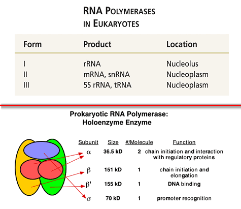 RNA Polymerases and subunits in pro and eukaryotes