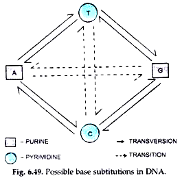 Base substitutions of DNA