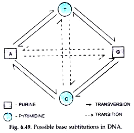 What are the Causes of DNA damage? Base substitutions of DNA
