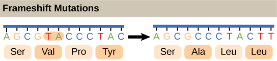 Frameshift mutations and the changes in the reading of genetic code