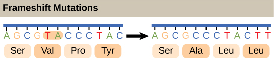 What are the Causes of DNA damage? Frameshift mutations and the changes in the reading of genetic code