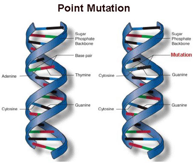 point mutation