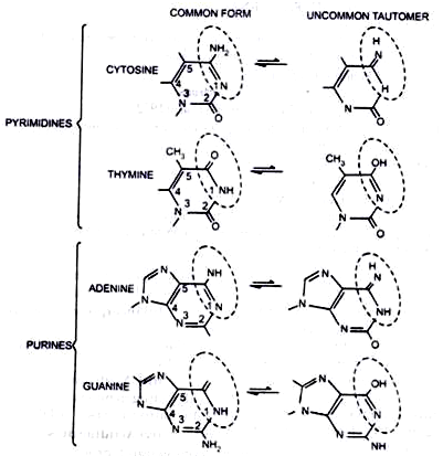 Tautomeric forms of nitrogenous forms