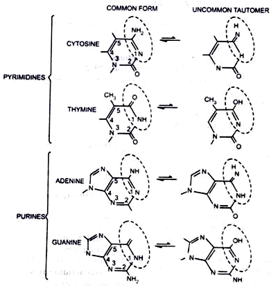 What are the Causes of DNA damage? Tautomeric forms of nitrogenous forms