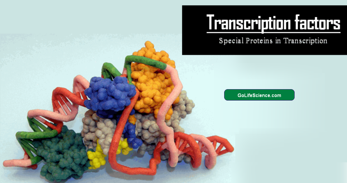 What are the Transcription factors involved in Transcription? transcriptional factors