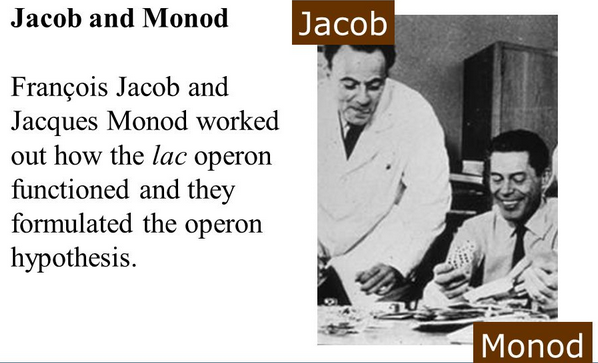 What is Lac Operon? How it Regulates Gene Expression in Prokaryotes JAcob and monad experiment