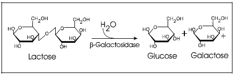 What is Lac Operon? How it Regulates Gene Expression in Prokaryotes Lactose hydrolysis in the presence of beta galactosidase