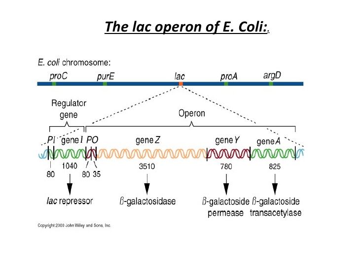 lac operon genes structure and expression