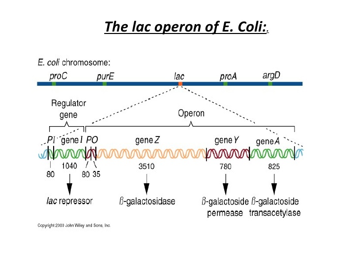 What is Lac Operon? How it Regulates Gene Expression in Prokaryotes lac operon genes structure and expression