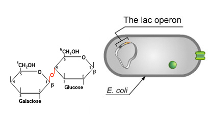Lactose permease enzyme permits Lactose into E.coli cells