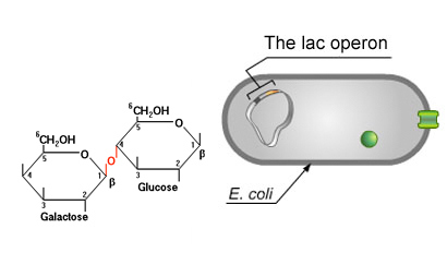 What is Lac Operon? How it Regulates Gene Expression in Prokaryotes Lactose permease enzyme permits Lactose into E.coli cells