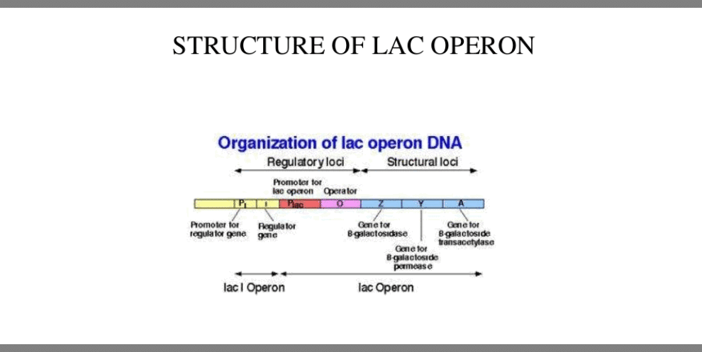 structure of lac operon and organization
