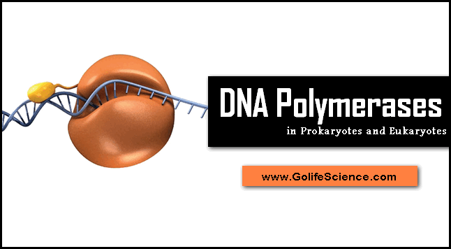 dna polymerases in prokaryotes and eukaryotes