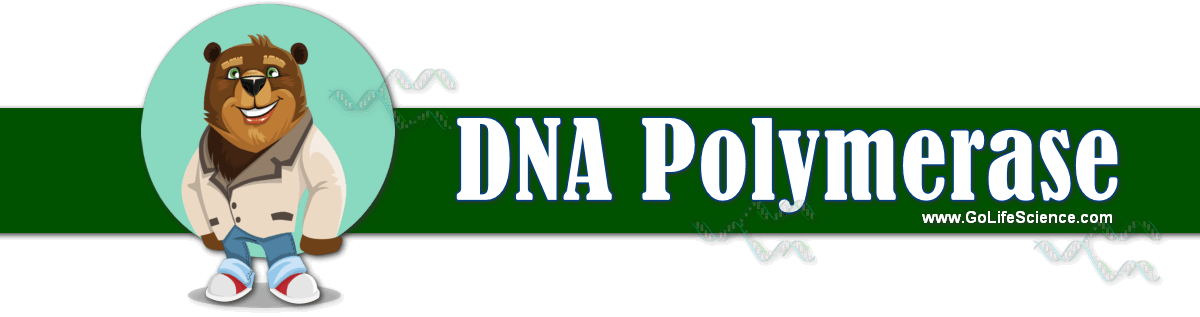 What is DNA Polymerase and its function in DNA Replication DNA polymerase enzyme