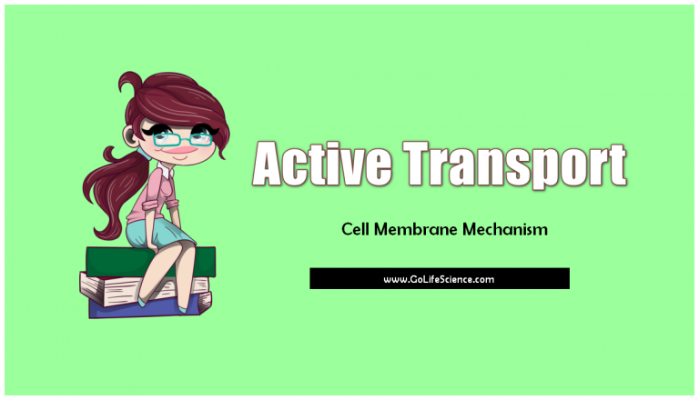 Active transport: The Specially designed Cell Membrane Mechanism
