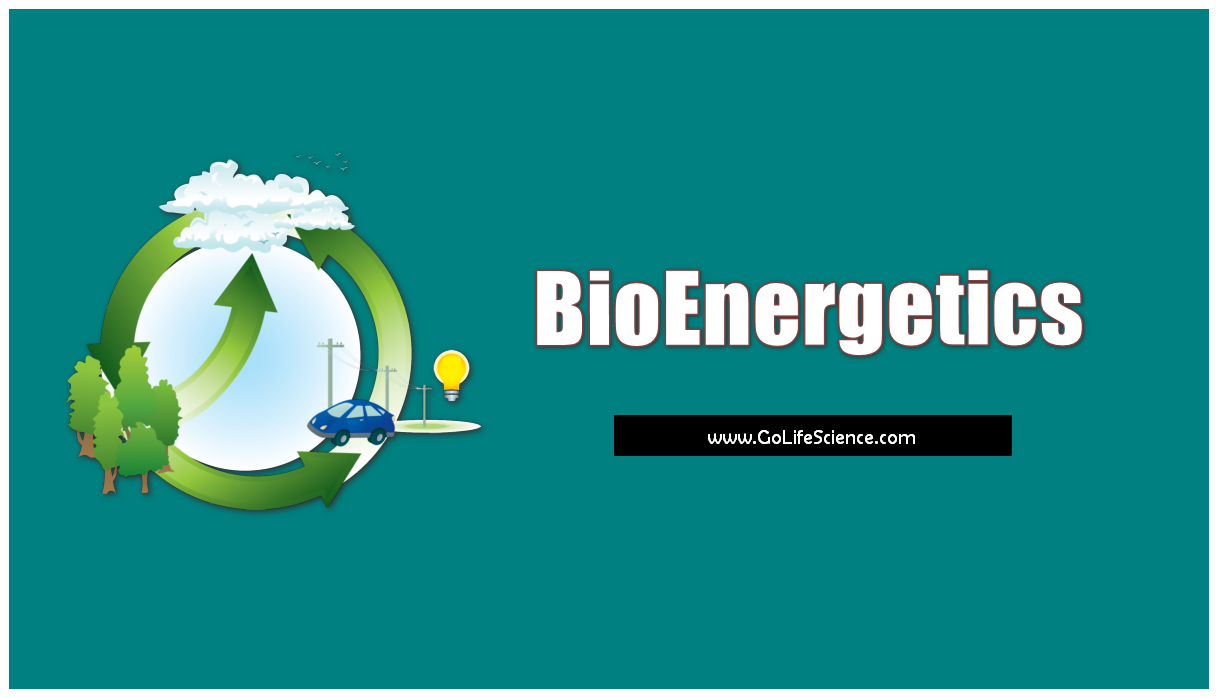 bioenergetics - energy transformation