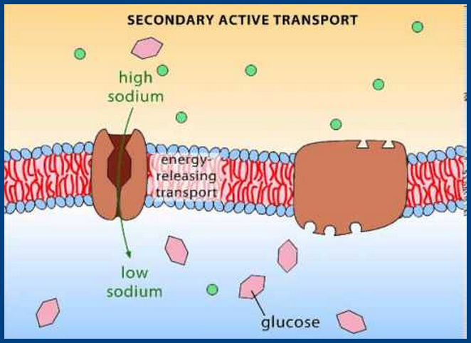 Active transport: The Specially designed Cell Membrane Mechanism secondary active transport