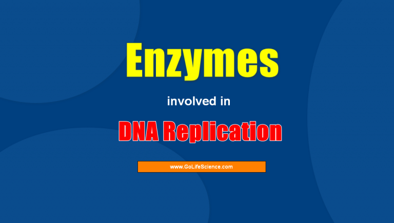 What are the Enzymes involved in DNA Replication?