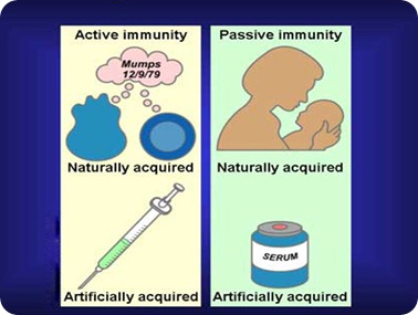 Basic Elements of Immunity and Types of Immunity ACTIVE AND PASSIVE IMMUNITY