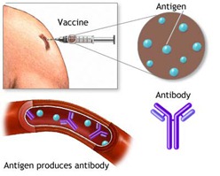 Artificial Active Immunity