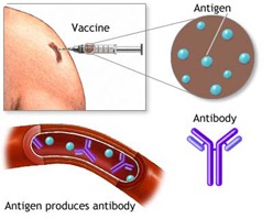 Basic Elements of Immunity and Types of Immunity Artificial Active Immunity