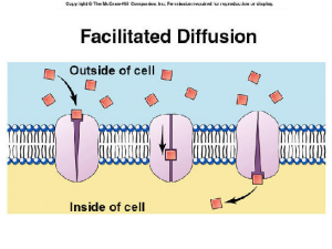 What is Passive Transport, Types and its Function Facilitated Diffusion