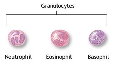 Basic Elements of Immunity and Types of Immunity Granulocytes