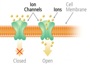 What is Passive Transport, Types and its Function Ion channels
