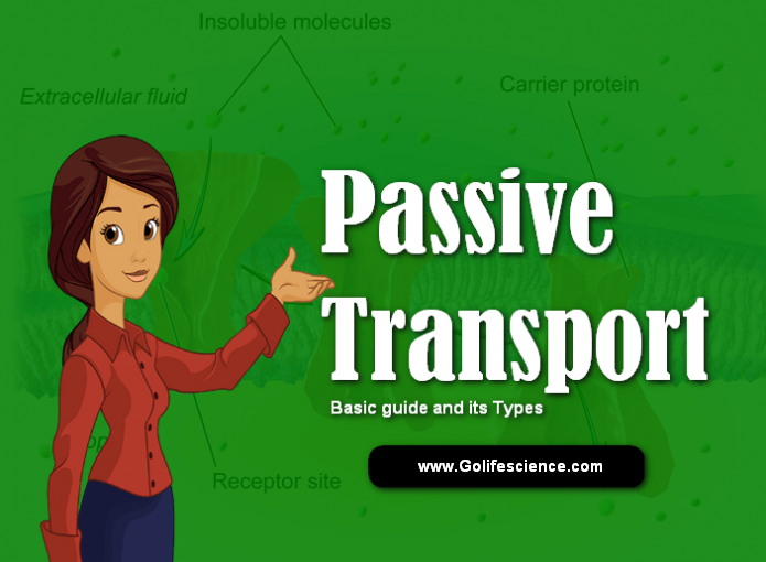 What is Passive Transport, Types and its Function Passive transport