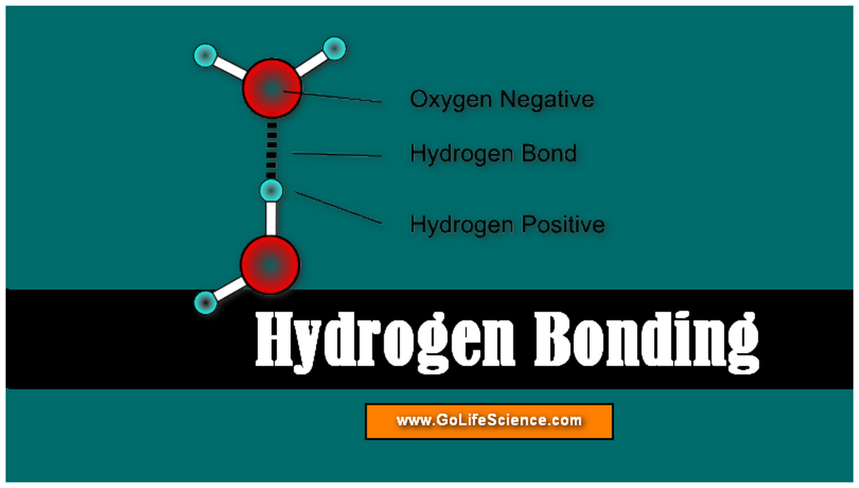 hydrogen bonding structure