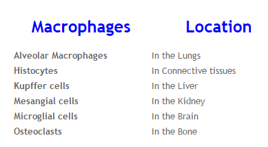 Basic Elements of Immunity and Types of Immunity macrophaes location