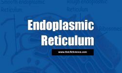 Peroxisomes: Special Microbodies in both plants and Animals