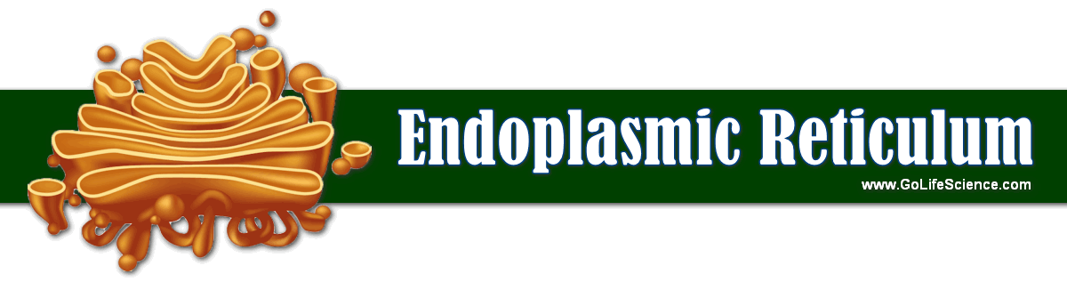 Endoplasmic Reticulum: Basics and Functions Endoplasmic reticulum organelle