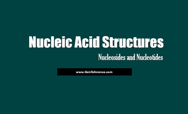 Nucleic Acid Structures: Basic structures of Nucleosides, Nucleotides