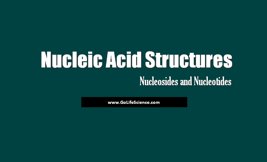 Nucleic Acids : Basics and Types Nucleic Acids Structures