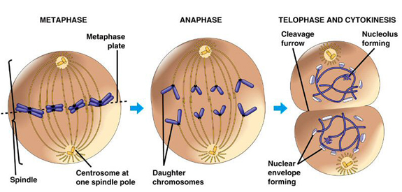 metaphase anapahase telophase