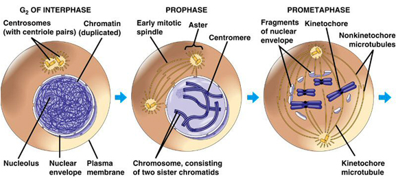 mitosis- interphase, prophase and prometaphase