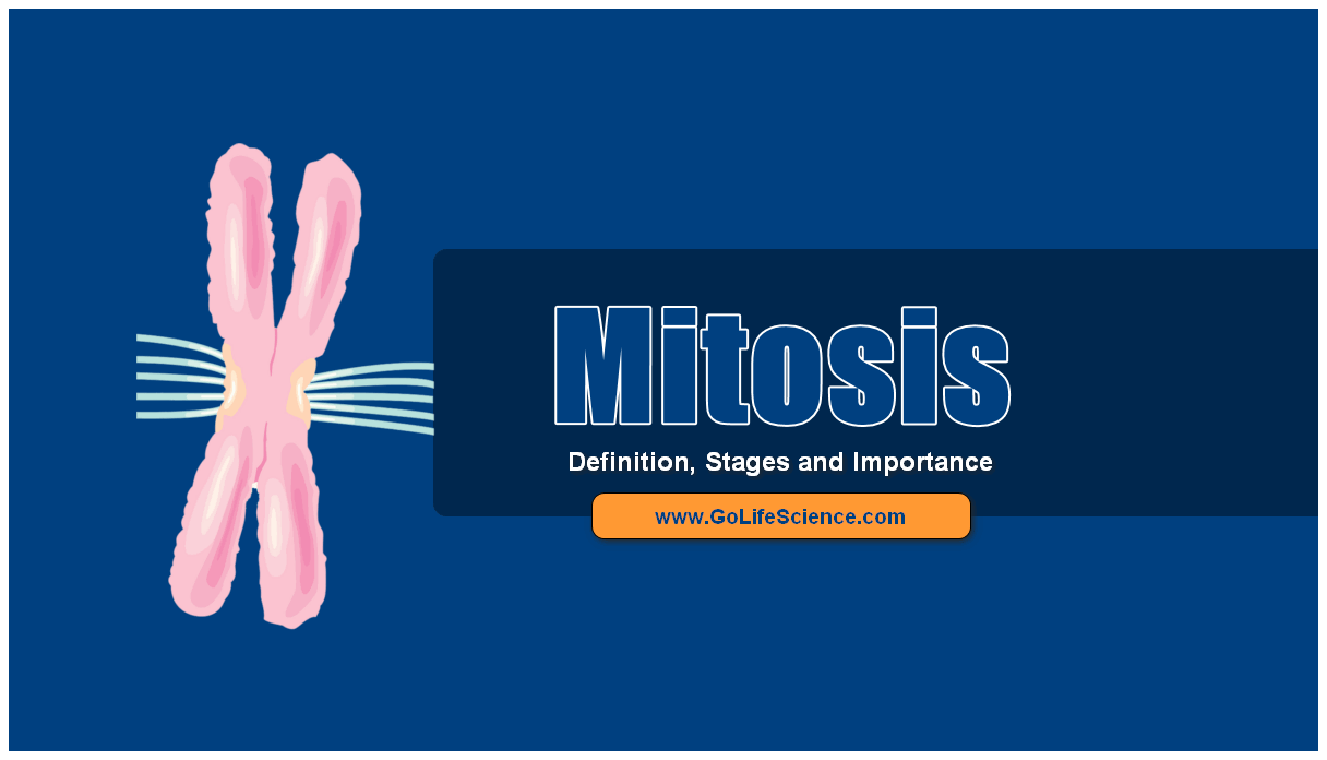 stages of mitosis