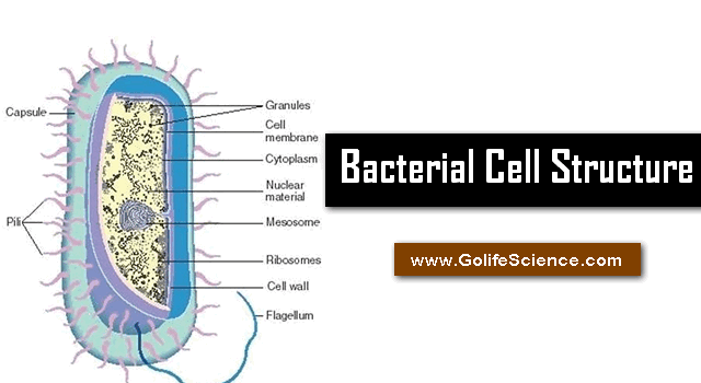 Bacterial Cell: What is the structure and its Composition?