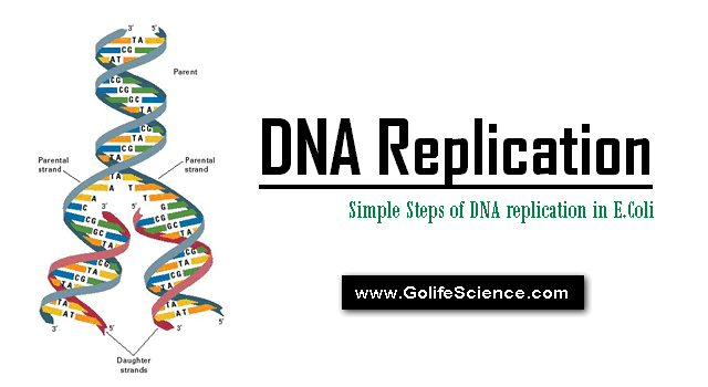 DNA Replication: Simple Steps of DNA replication in E.Coli