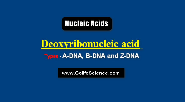 Types of Deoxyribonucleic acids : A-DNA, B-DNA and Z-DNA Deoxyribonucleic acid its Types : A-DNA, B-DNA and Z-DNA