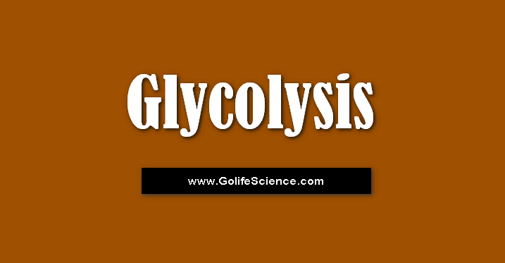 What is Glycolysis? Explain the Phases of Glycose oxidative pathway at cellular levels? What is Glycolysis? Explain the Phases of Glycose oxidative pathway at cellular levels?