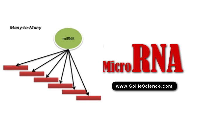 What is microRNA? Special class Post-Transcriptional Regulators