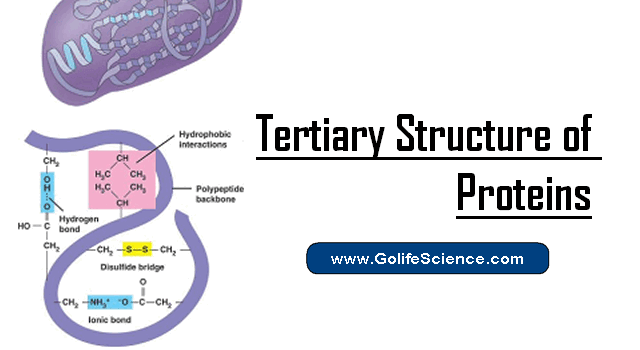 tertiary structure of protein