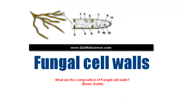 What is the composition of Fungal cell walls? (Basic Guide)