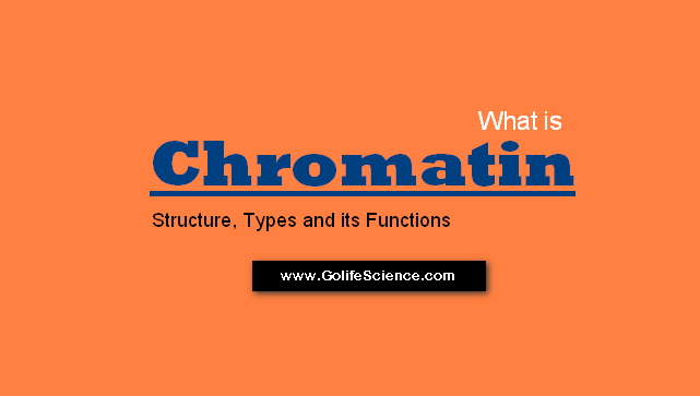What are the Chromatin Structure and Function?