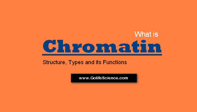 What are the Chromatin Structure and Function? What are the Chromatin Structure and Function