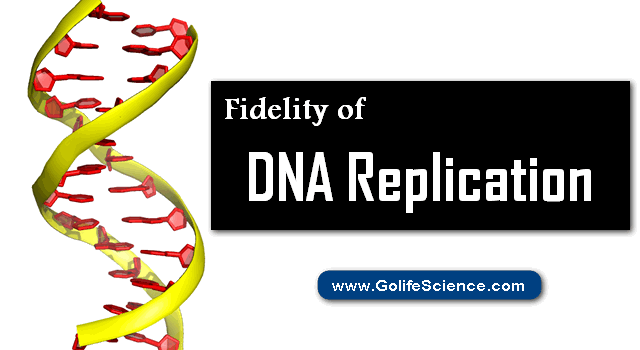 What is Fidelity of DNA Replication in Normal? What is Fidelity of DNA Replication in Normal?