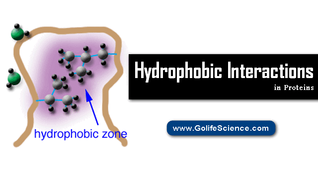 Hydrophobic Interactions in Proteins Structure – Basics and Structure