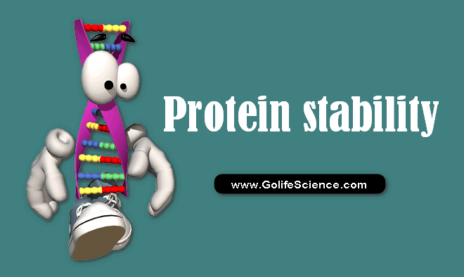 Protein stability: How it helps to hold biological activity at cellular levels?